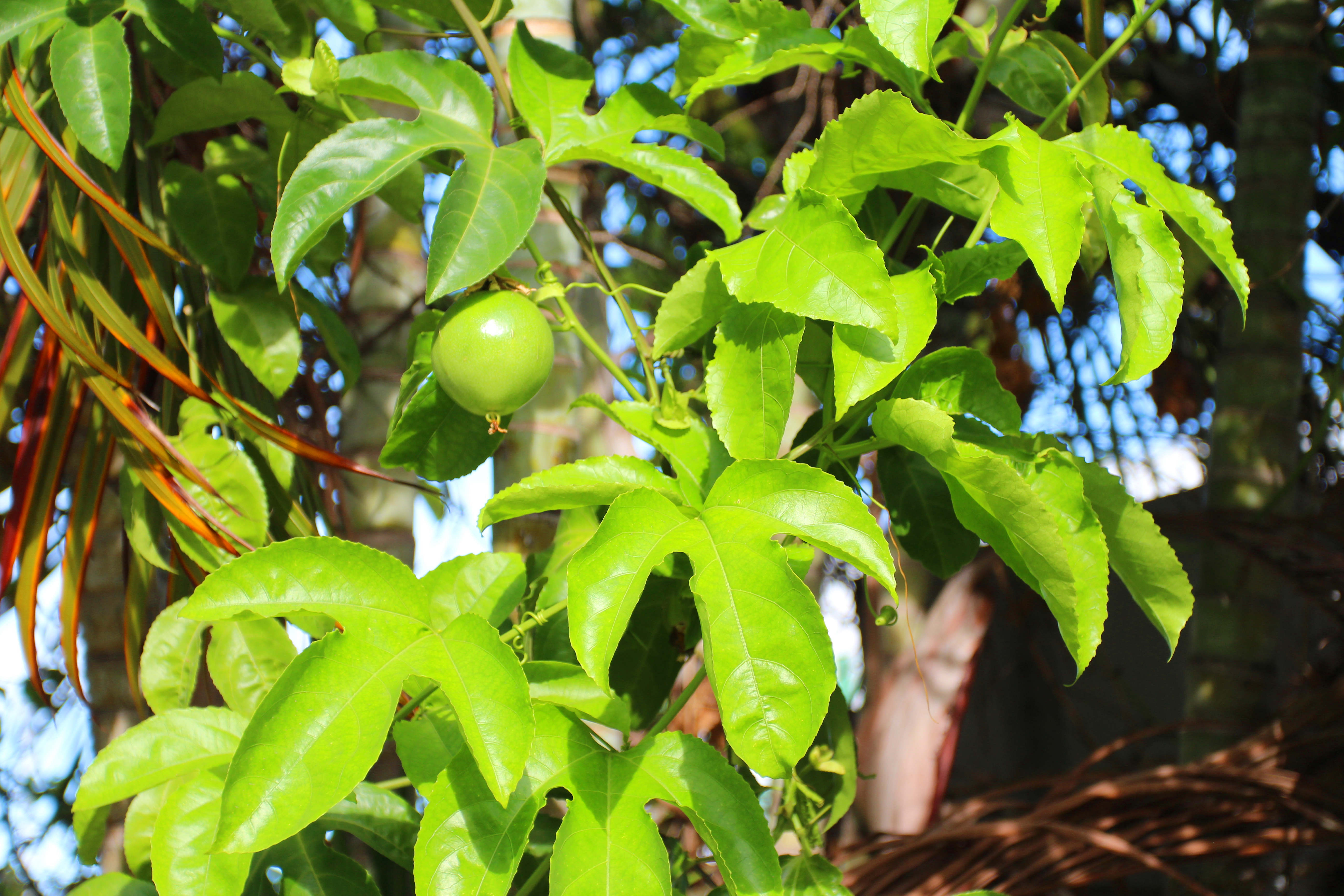 百香果 (2).jpg 百香果 (2).jpg