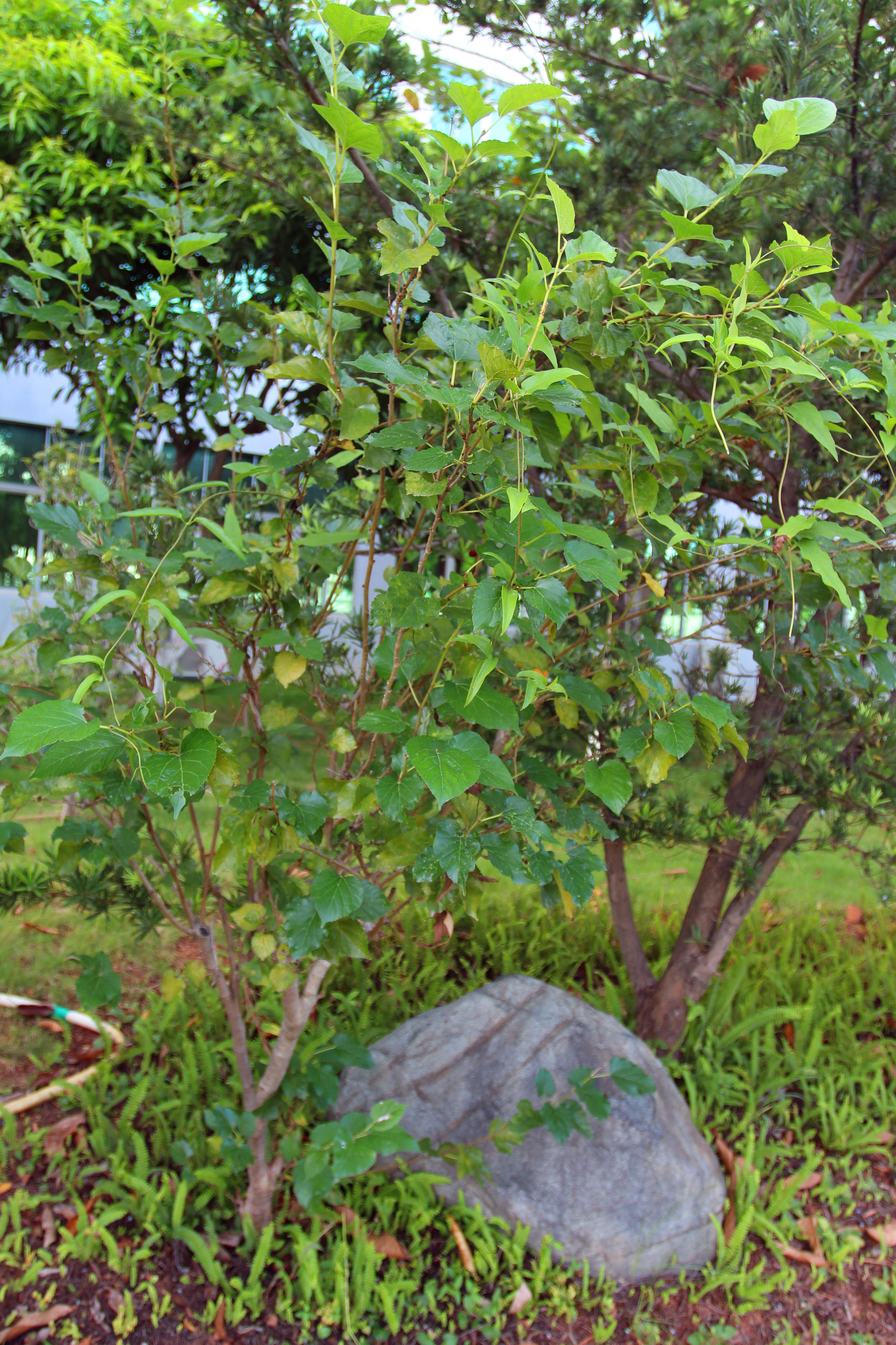 桑葚 副本 .jpg 桑葚 副本 .jpg